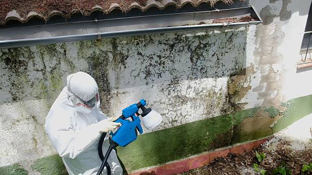 Top rated local Mold Cleanup specialists in Manchester, TN